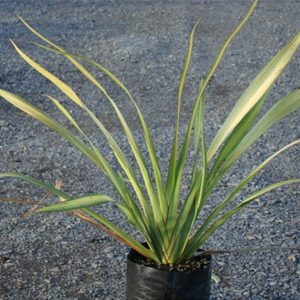 Phormium Tenax yellow wave