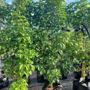 Vitex