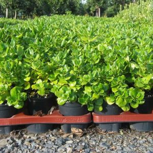 Coprosma Repens