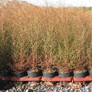 Kunzea Ericoides "Kanuka"
