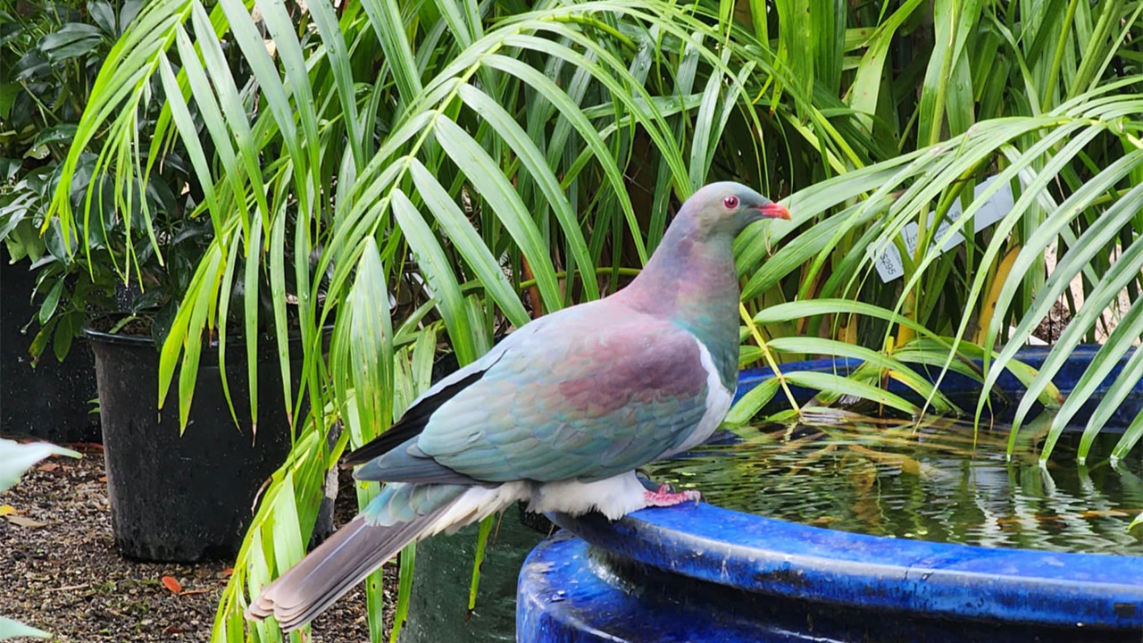 Kereru - Wood Pigeon Trees & More | Quality Plants & Trees