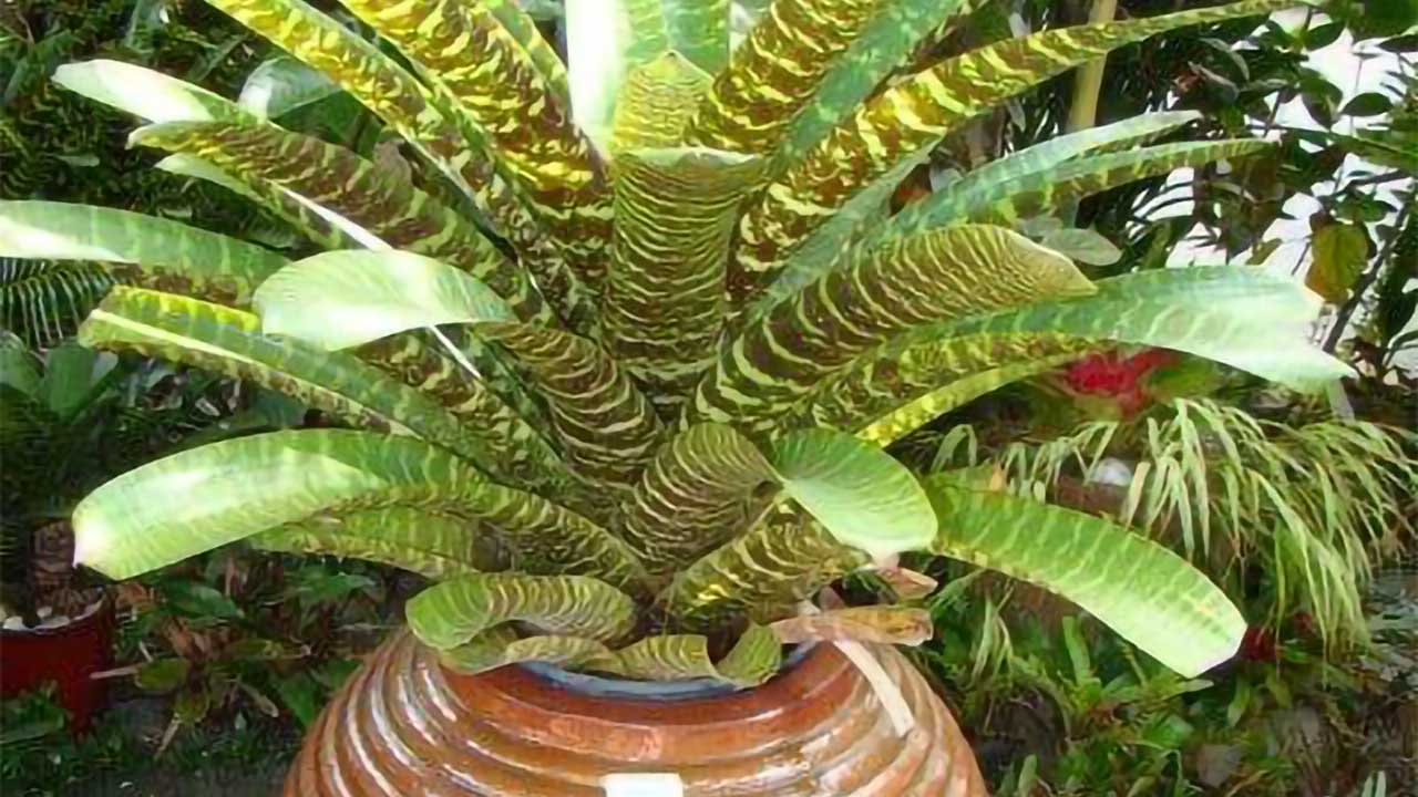 Growth in the Garden