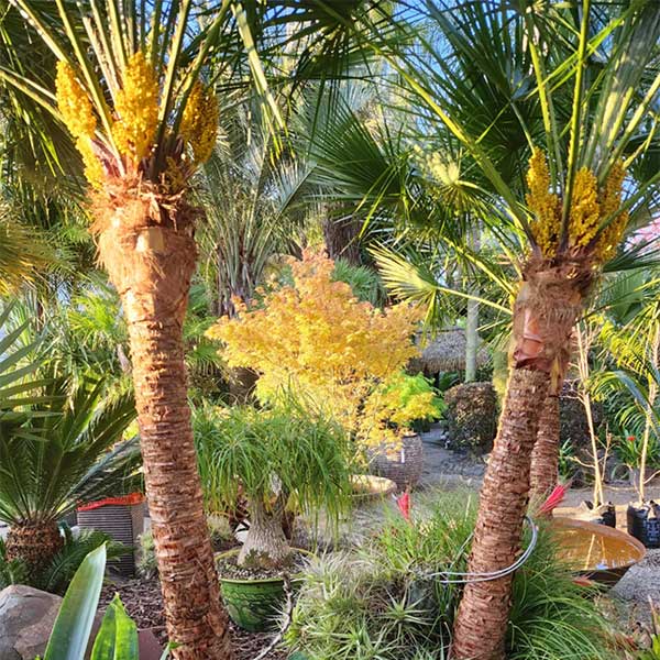 Contact Tauranga's Expert Nursery and landscaping team at Trees & More.