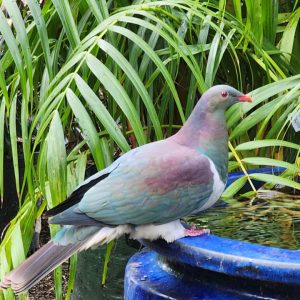 Attracts Birds