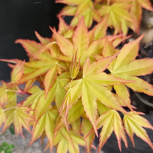 Acer P. Katsura