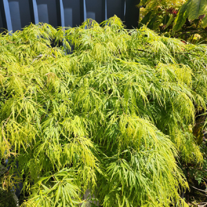 Acer p. Dis. Viridis