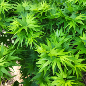 Acer P Mikawa Yatsubusa