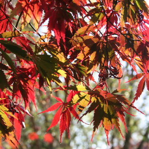 Acer Palmatum Burgandy Lace