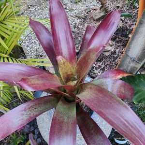 Alcantarea Rubra