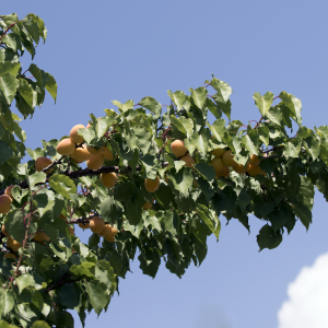 Apricot Sundrop