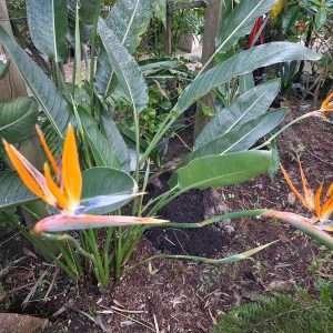 Bird of Paradise Minature Reginae