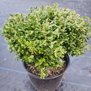 Buxux Koreana