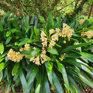Clivia Moonglow
