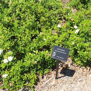 Gardenia Radicans
