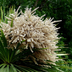 Cordyline Australis (Cabbage tree)