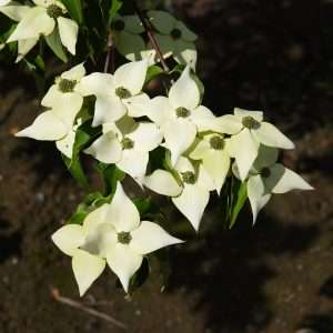 Cornus Kousa Milky Way