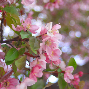 Malus Jack Humm Semi-Dwarf
