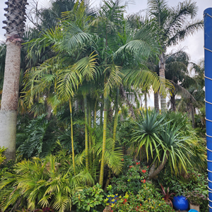 Dypsis Baronii (Sugar Cane Palm)