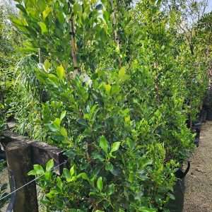 Ficus Tuffy