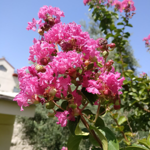 Lagerstroemia indica "Saint emilion"