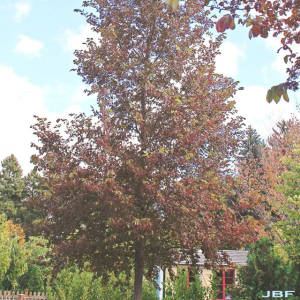 Ulmus parvifolia "Fronteir"