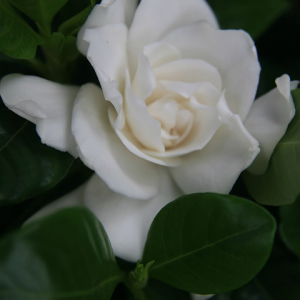 Gardenia Veitchii