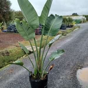 Giant Bird of Paradise
