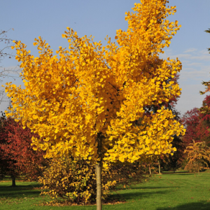 Ginkgo biloba "Autumn Gold"
