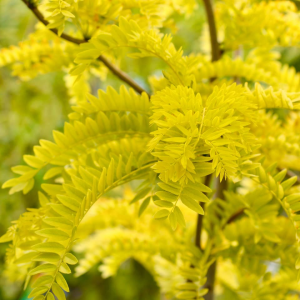 Gleditsia tricanthos "Sunburst" Golden honey Locust