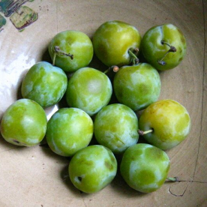 Plum English Greengage