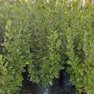 Grislenia Littoralis Broadway Mint