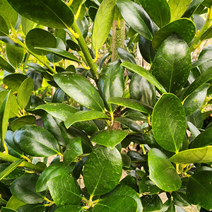 Ilex Lago