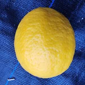 Lemon Meyer