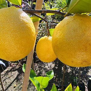 Citrus Lemonade