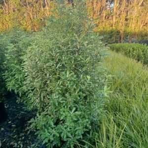 Lemonwood
