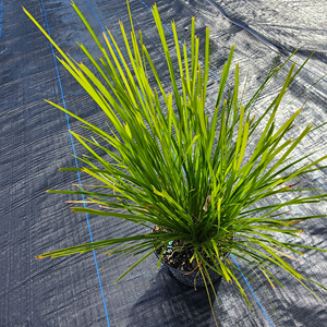 Lomandra Lime Tuff