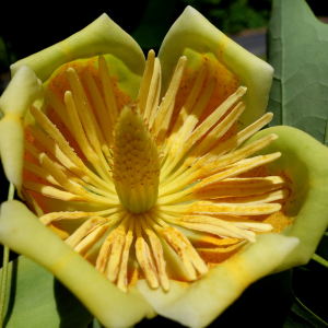 Liriodendron Tuliperfolia "Arnold" Tulip tree