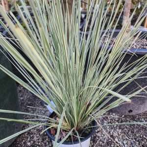 Lomandra White Sands