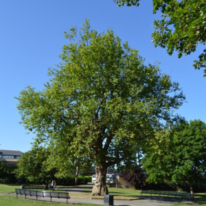 Platanus x Acerifolia " London Plane"