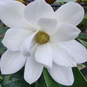 Maghnolia Fairy White