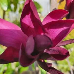 Magnolia Burgundy Star