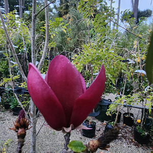 Magnolia Mighty