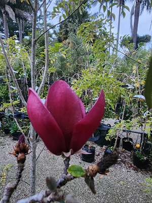 Magnolia Mighty