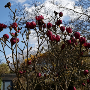 Magnolia Black Tulip