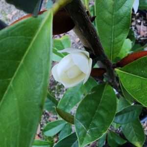 Magnolia Fairy Cream