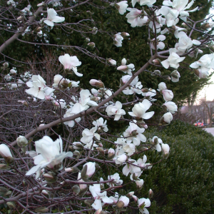 Magnolia Sundance
