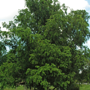 Metasequoia glyptostroboidies "Dawn Redwood"