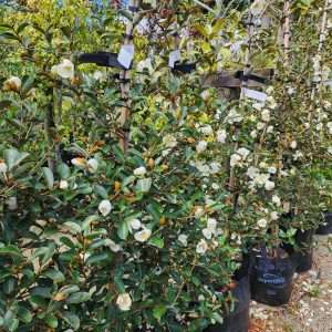Michelia Yunnanensis