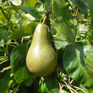 Pear Taylors Gold
