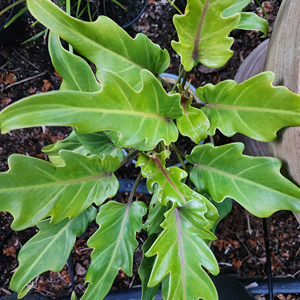 Philiodendron Zanadu
